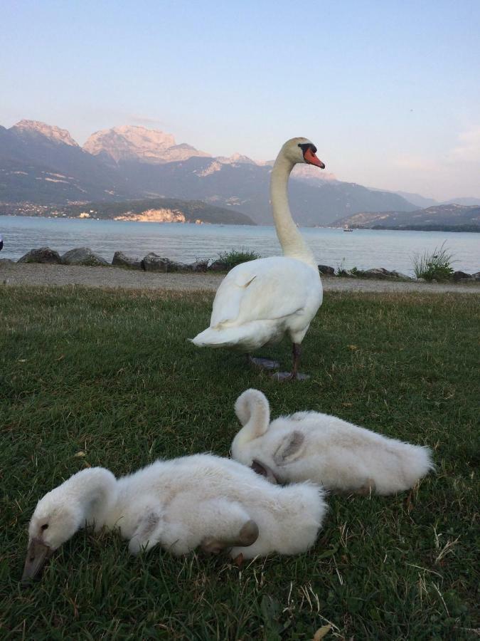 La Baie Des Voiles ,Vue Lac D'Annecy ,Plage Privee Duingt Exterior photo